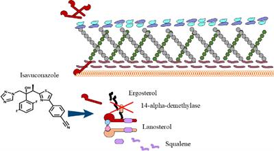 Clinical research advances of isavuconazole in the treatment of invasive fungal diseases